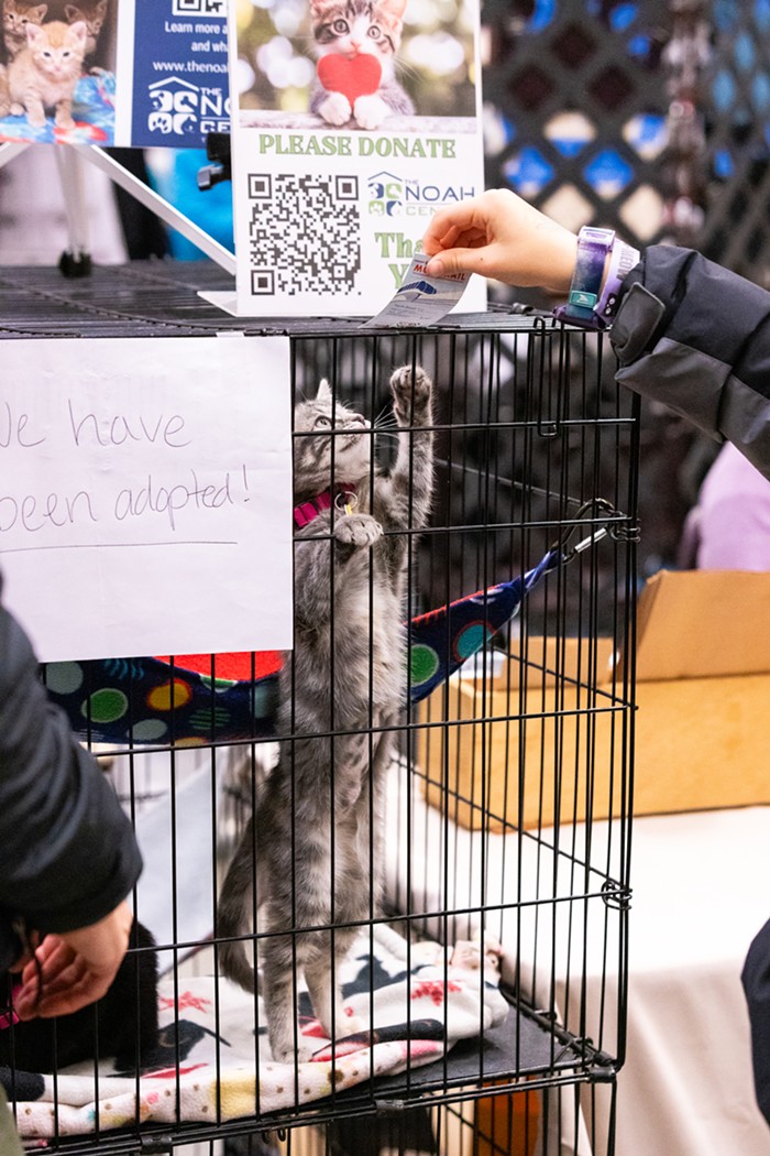 Cease Doom-Scrolling and Have a look at These Photographs from Seattle’s Largest Cat Conference 10 img 0203