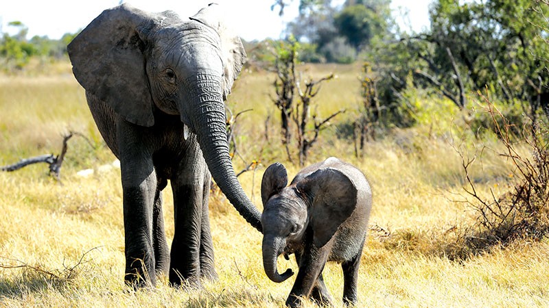 Naledi Elephant Naledi Elephant