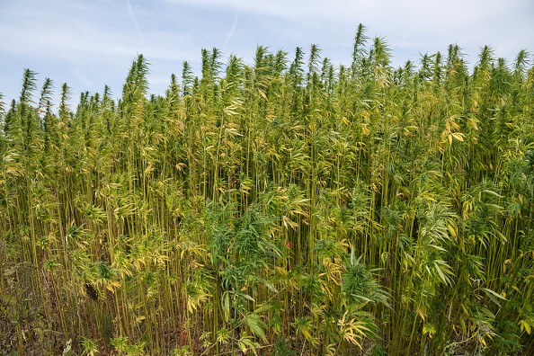 Hemp: 23,346 acres grown in the U.S. in 2017