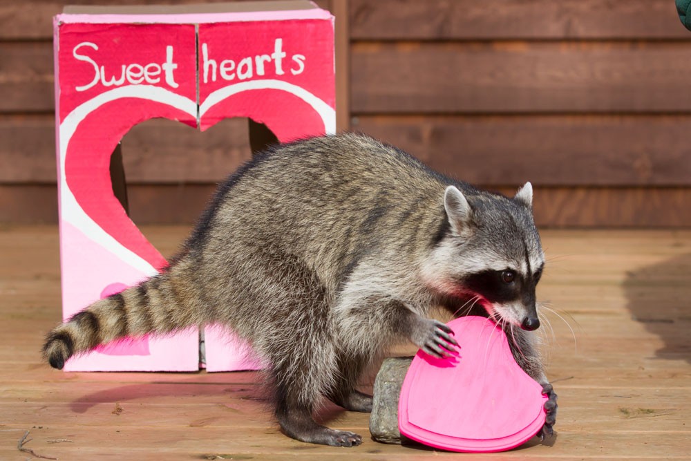 Image result for woodland park zoo racoon valentine day