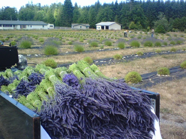 Sequim Lavender Festival At Sequim In Sequim WA On July 17 19 2020 