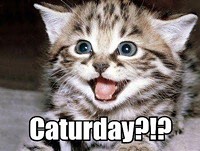 Image result for strange caturday