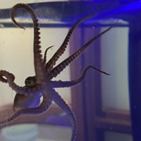 Maymont Introducing New "Octopus Teacher"