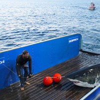 Massive 3,400-Pound Great White Shark Passes Mouth of Chesapeake Bay