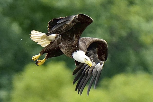 A bald eagle rises in search of food.