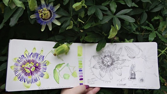 Nature Journaling watercolor and graphite drawing of passionflower