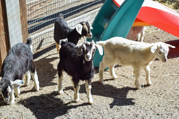Maymont’un yeni yavru keçileriyle tanışın