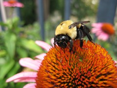 Celebrate pollinators during the Bumblebee Jamboree! - Uploaded by Master Gardener