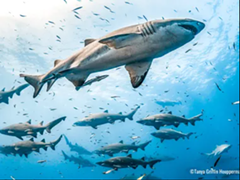 An image of several sharks underwater. - Uploaded by Science Museum of Virginia