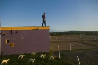 AJA Silver: David Harper's Wild things