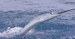 swordfish.jpg