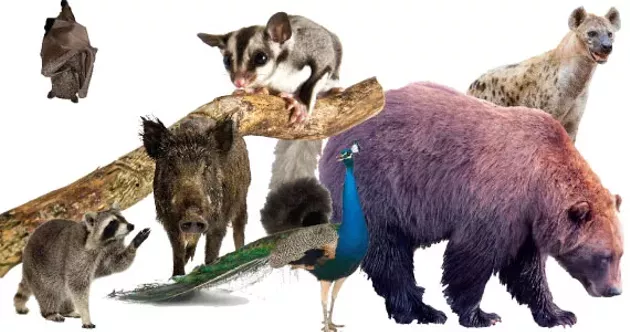 Exotic pets are so hot right now | Pets | Halifax, Nova Scotia | THE COAST