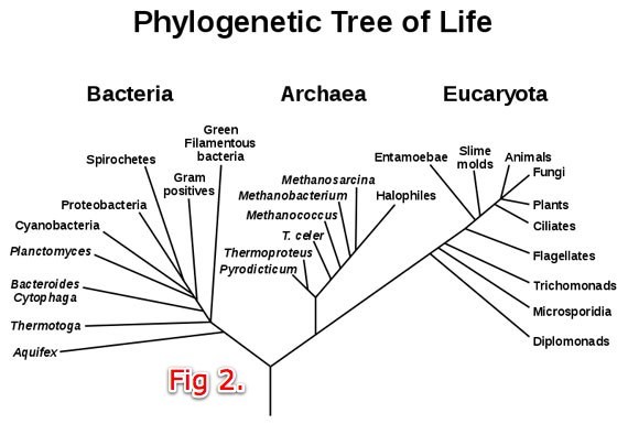 Fig. 2 the 1980s-era tree had two main brances, bacteria and eukaryota, with archae branching off the latter