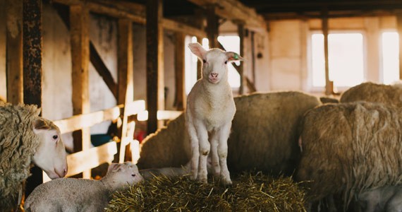 Harrier Hill—one of the province’s few sheep dairy farms—is home to 40 of these cuties. - CHRISTINE WHELAN