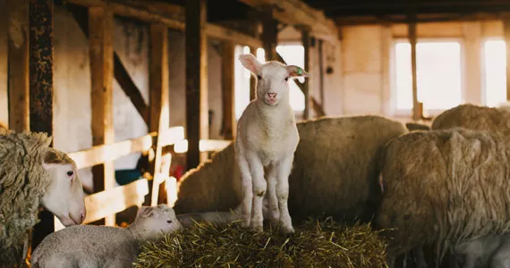 Sheep preview: Meet Harrier Hill farm