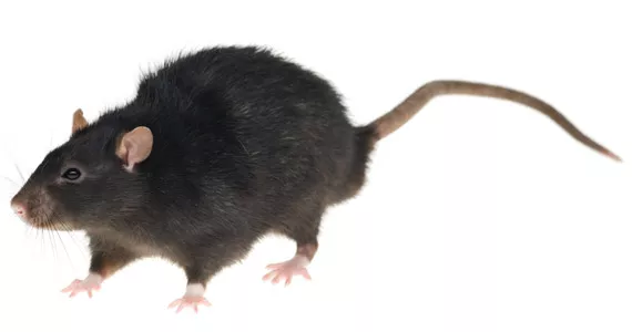 If you do have rats: seal off foodstuffs, wipe down surfaces and call pest control. Fight the infestation early and aggressively enough and you may have a chance.