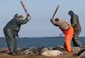NS fishers beat grey seal pups to death on Hay Island in 2008