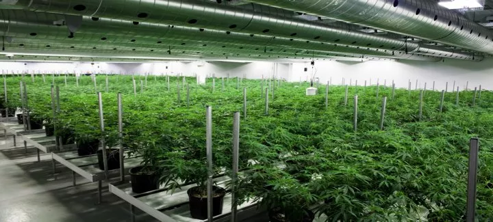 One of Tweed’s growing rooms. These plants are earlier on in the process. By the end of the growth cycle they’ll have a lot less foliage as the grow team trims away the leaves and smaller branches to allow the plants’ energy to be directed to the flower. - TWEED