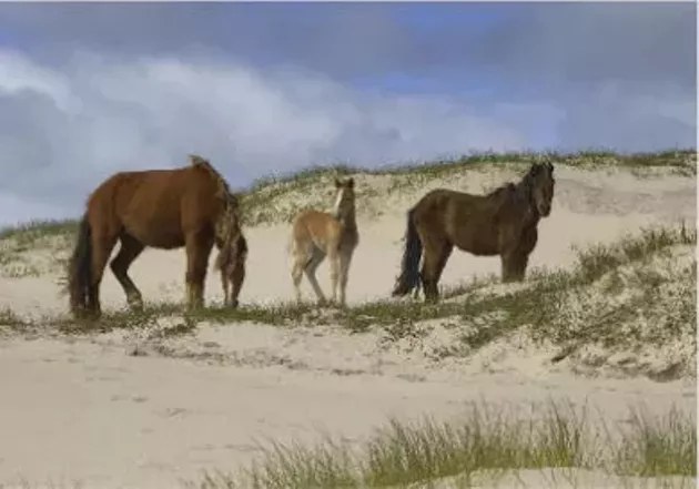 Sable Island Natural Gas Sable Island Natural Gas