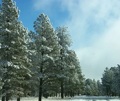 big_evergreen_trees-11896.jpg