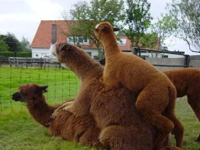 SO EXCITED MY ALPACAS SO EXCITED MY ALPACAS