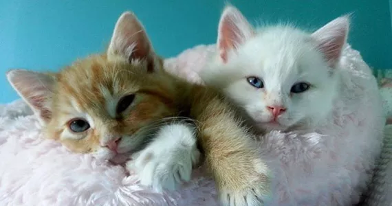 pets_kittens1.jpg