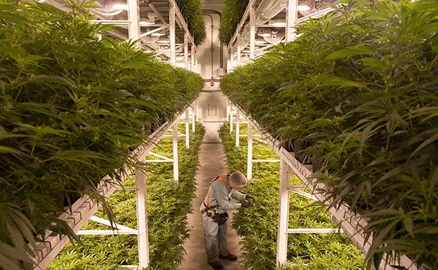 New Brunswick’s high hopes for cannabis
