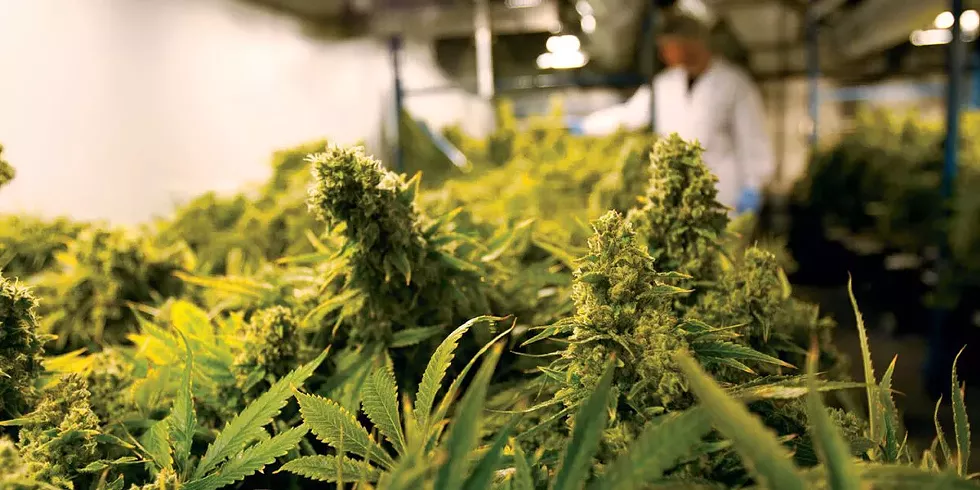 Inside Organigram's production facility.