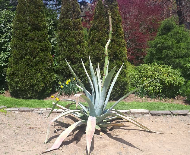 The dead plant that couldn't bloom is Halifax's official flower. - VIA AYLA-MONIC M MCKAY, ON INSTAGRAM