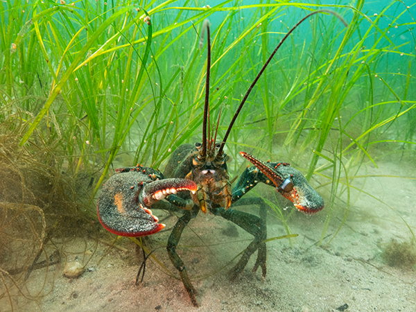Pinchy little crustaceans like lobster find protection in eelgrass, which coats Nova Scotia's coastline and is vital to our ocean's ecosystems. - NICK HAWKINS