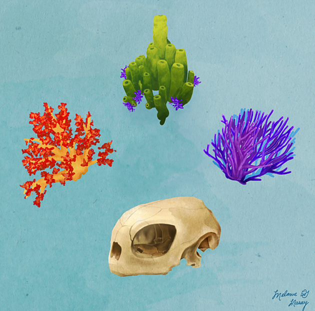 Chelonia Mydas and corals illustrated by one of Diversity in Nature's organizers. - MELANIE MASSE