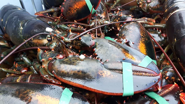 Lobster fresh out of St. Mary's Bay, which has been the epicentre of tension between Indigenous and non-Indigenous fishers. - STEFAN SINCLAIR-FORTIN