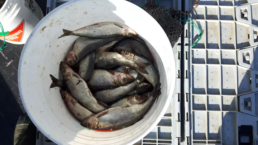 Herring and mackerel are used to bait lobster traps. - STEFAN SINCLAIR-FORTIN