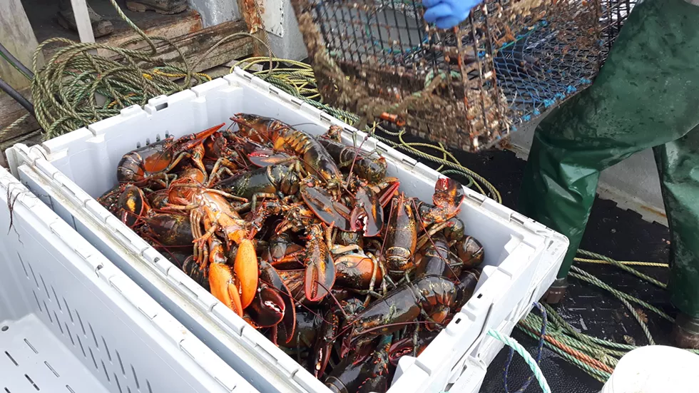 Livelihood lobster fishing cast adrift: How DFO’s inaction has history repeating itself