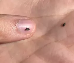 How bags of bugs might help save some Halifax trees