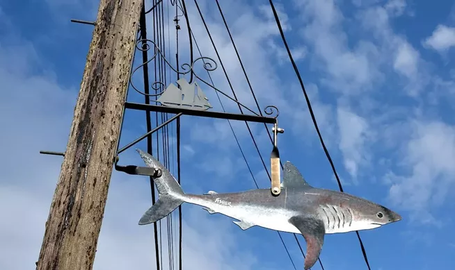 The truth about great white sharks in Nova Scotia
