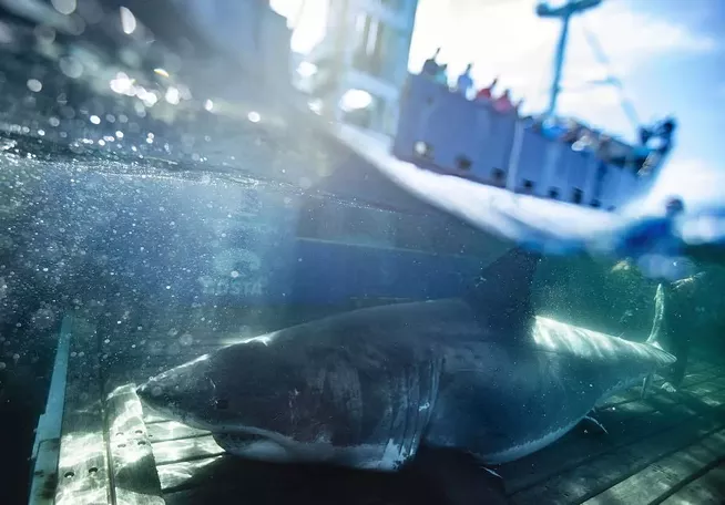 The truth about great white sharks in Nova Scotia (2)