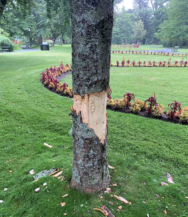 After Public Gardens attack, the effort is on to save “irreplaceable” trees