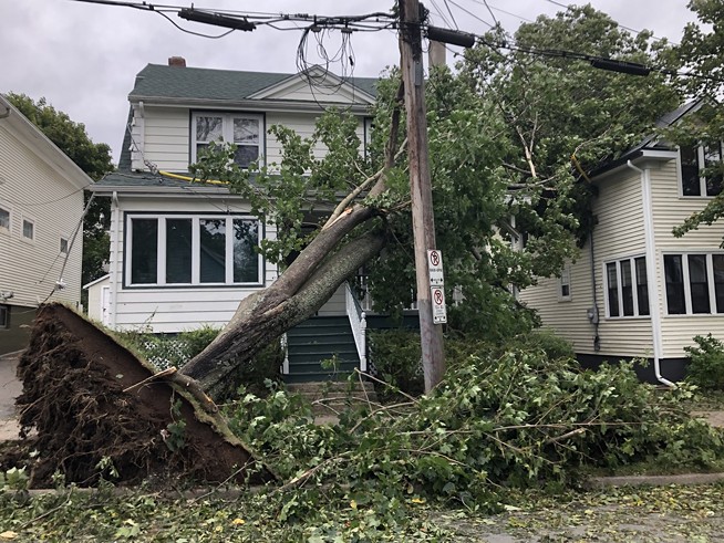 Will Halifax’s trees survive the next hurricane?