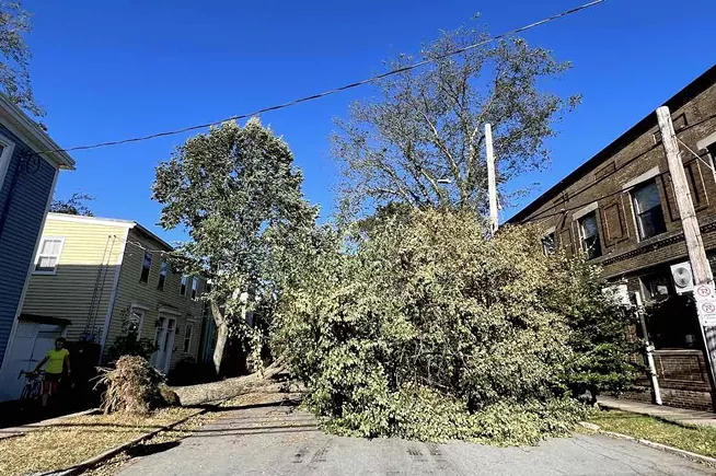 Will Halifax’s trees survive the next hurricane?