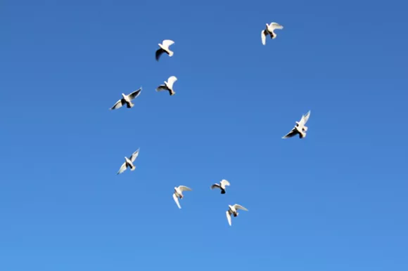 Smith's birds take to the sky. - ALEX COOKE