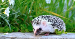 So you want to own a hedgehog?