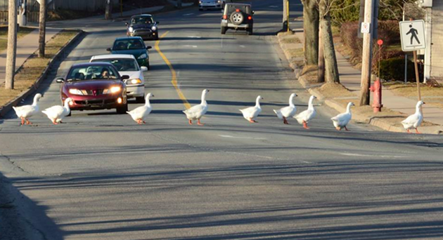 Photographer Rick Gautreau captured the geese crossing the road safely in this photograph from a few years ago. - VIA FACEBOOK