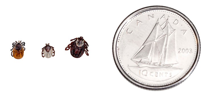 Did you know Nova Scotia has the highest tick-to-human ratio in the country? Left to right: Female blacklegged tick, groundhog tick, dog tick. Blacklegged ticks are the only tick variety that carries Lyme disease in Nova Scotia.