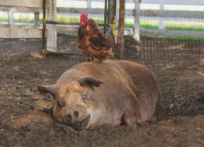 Greasy (chicken) and Emma (pig) rule the roost in The Biggest Little Farm. - ELEVATION PICTURES