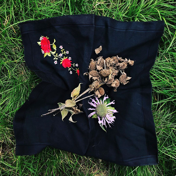 Wild bergamot seeds that have been donated to the project. - THE SEED SAVING PROJECT