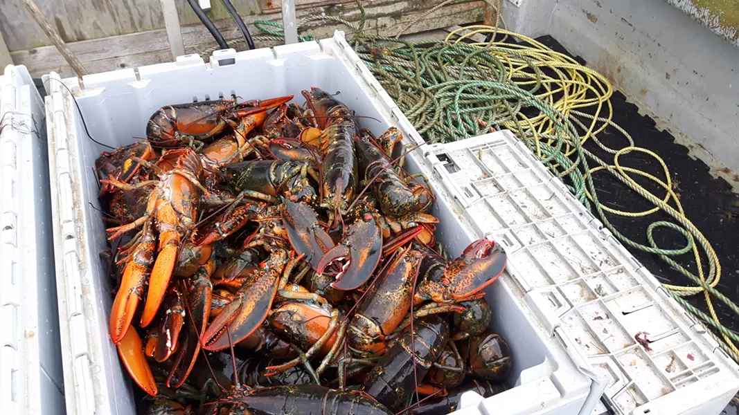 Clearwater is the largest holder of shellfish licenses and quota in Canada. - STEFAN SINCLAIR-FORTIN