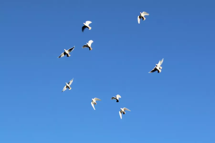Smith's birds take to the sky. - ALEX COOKE