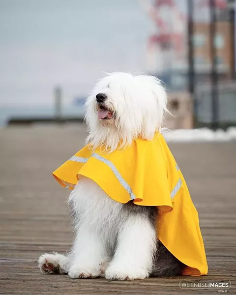 The sort of pet portrait your phone can't get. - WET NOSE IMAGES