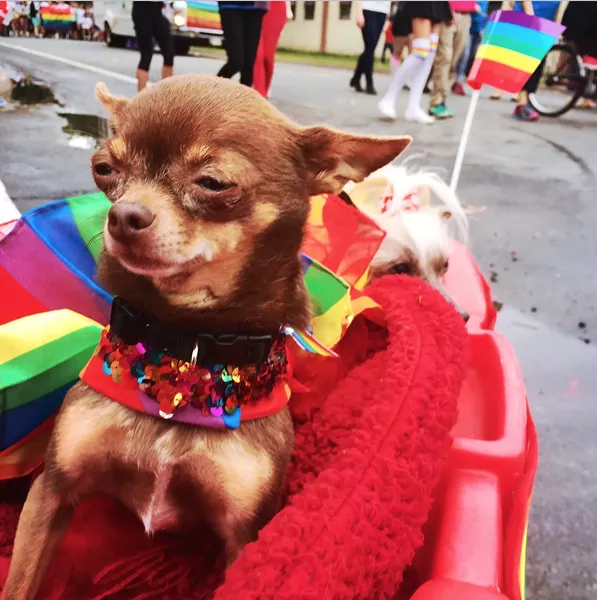 Proud pooches at the Halifax Pride Parade.